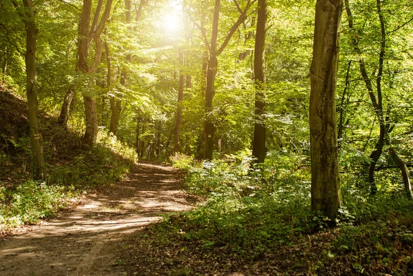 Bosque —  Fotos de Stock