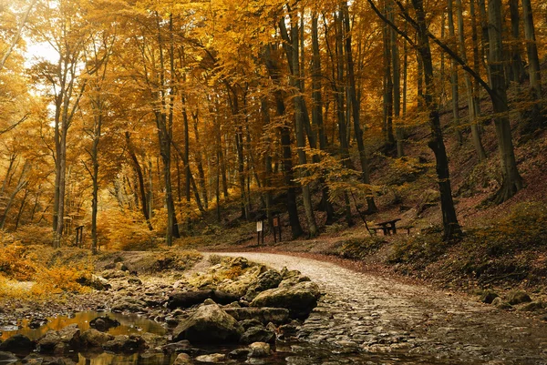 Way into the forest — Stock Photo, Image