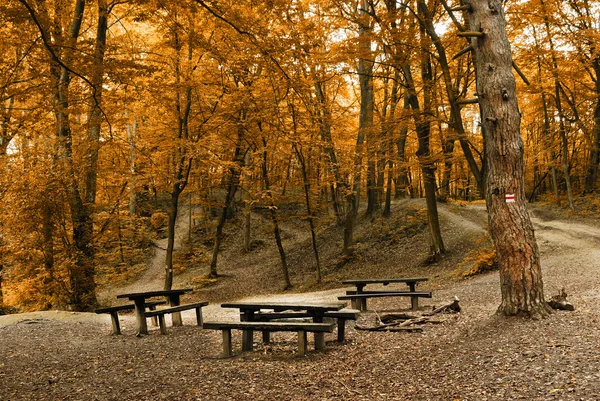 Forest camp — Stock Photo, Image