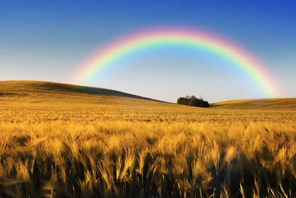 Wheat field — Stock Photo, Image