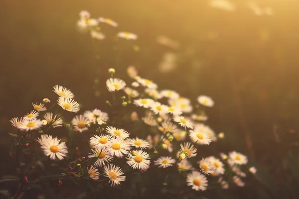 Flores — Foto de Stock