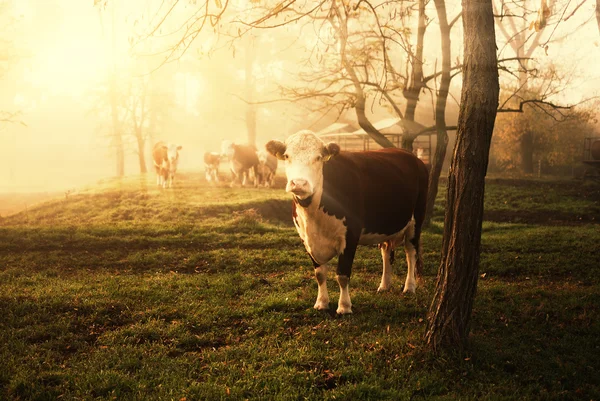 Pasture — Stock Photo, Image