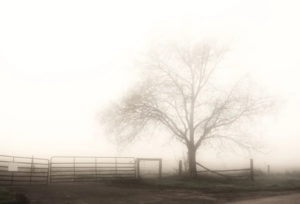 Niebla —  Fotos de Stock