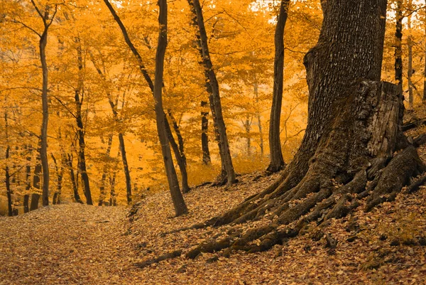 Herbstwald — Stockfoto