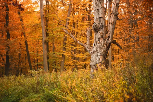 Sonbahar ormanı — Stok fotoğraf