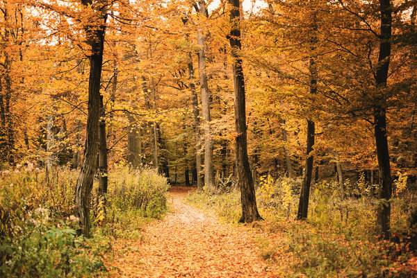 Autumn forest