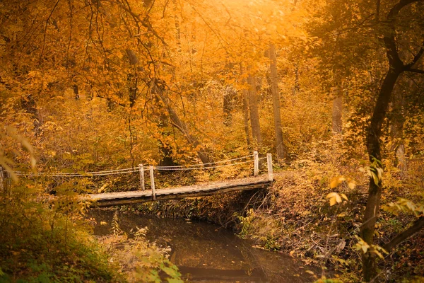 Sonbahar ormanı — Stok fotoğraf