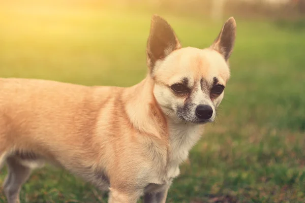 Puppy — Stockfoto