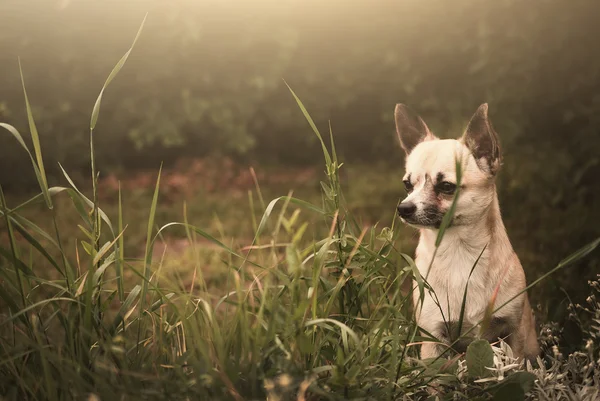 Dog puppy — Stock Photo, Image