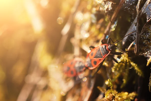 Insectos — Fotografia de Stock