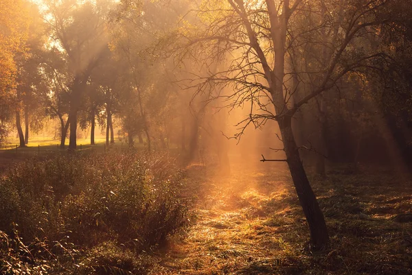 Morgenlicht — Stockfoto