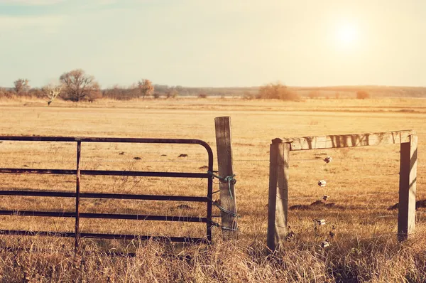 Pasture — Stock Photo, Image