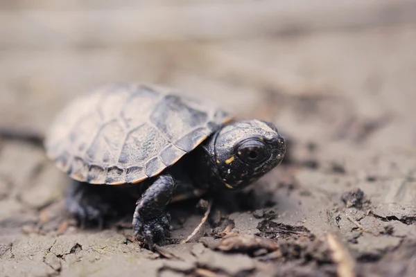 Turtle — Stock Photo, Image