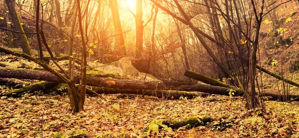 Sonbahar ormanı — Stok fotoğraf