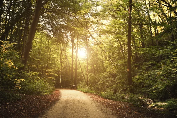 Road — Stock Photo, Image