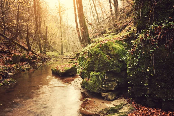 Skog — Stockfoto