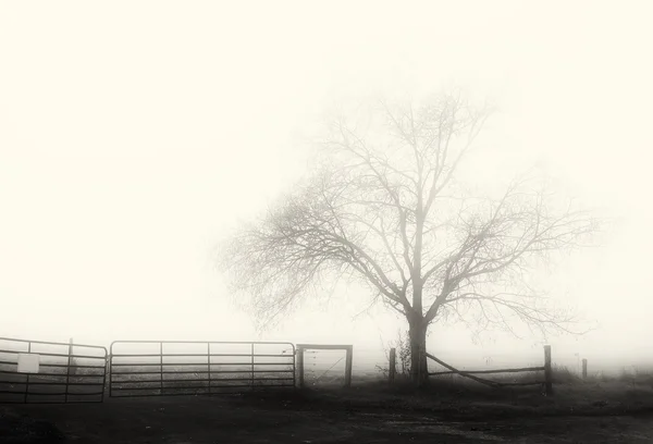 Árbol solitario —  Fotos de Stock