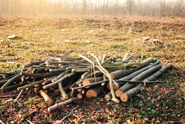 Tronchi d'albero — Foto Stock