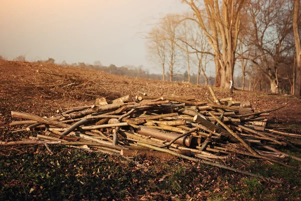 Деревянные стволы — стоковое фото