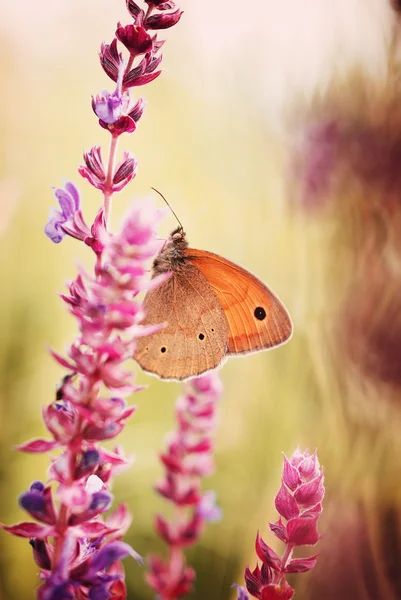 Borboleta — Fotografia de Stock