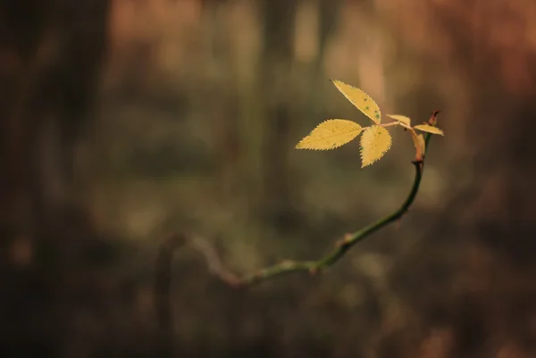 Blad — Stockfoto