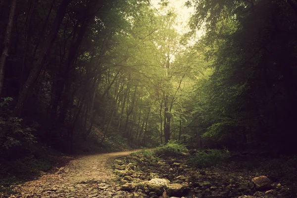 Caminho na floresta — Fotografia de Stock