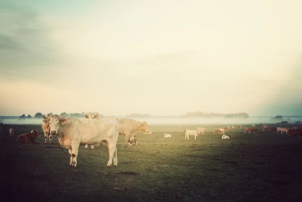 Pasture — Stock Photo, Image