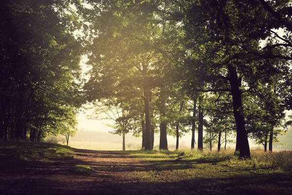 Road forest — Zdjęcie stockowe