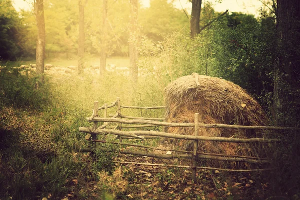 Fardo de palha — Fotografia de Stock