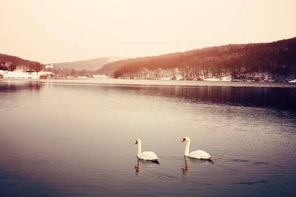 Cigno sul lago invernale — Foto Stock