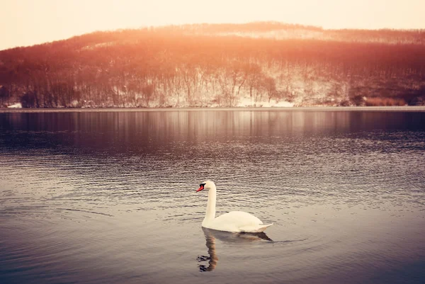 Swan on winter lake — Stock Photo, Image