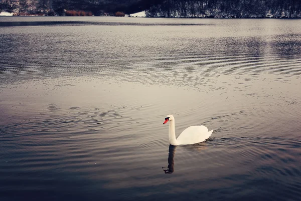 Swan på vintern sjö — Stock fotografie