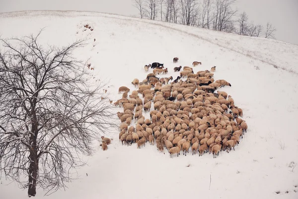 Kudde schapen — Stockfoto