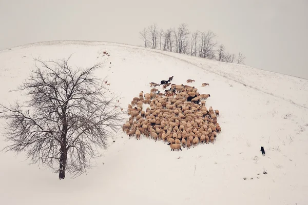 Flock of sheep — Stock Photo, Image