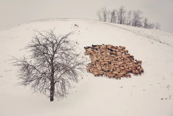 Koyun sürüsü — Stok fotoğraf