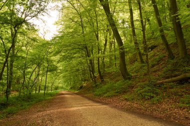 orman yolu