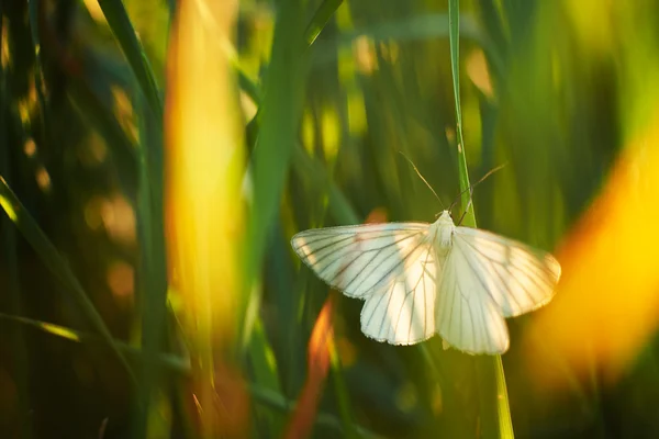 Бабочка на лугу — стоковое фото