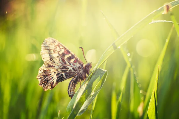 Motyl na łące — Zdjęcie stockowe