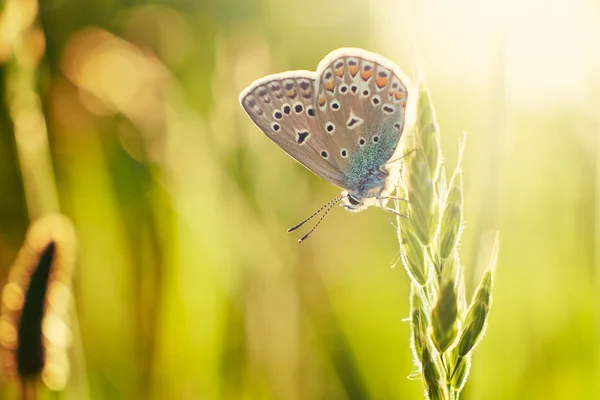 Butterfly on meadow — Stock Photo, Image