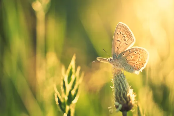 Mariposa en el prado —  Fotos de Stock