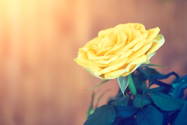 Yellow rose — Stock Photo, Image