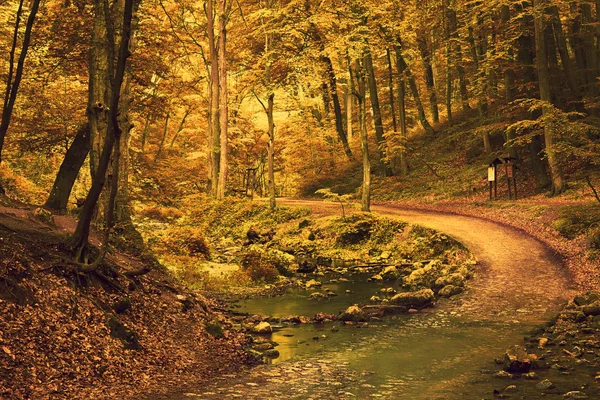 Drum în pădure — Fotografie, imagine de stoc