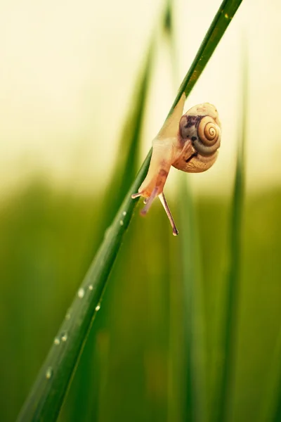 Caracol en la hierba —  Fotos de Stock