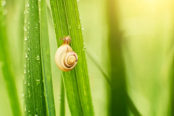 Snail on the grass — Stock Photo, Image