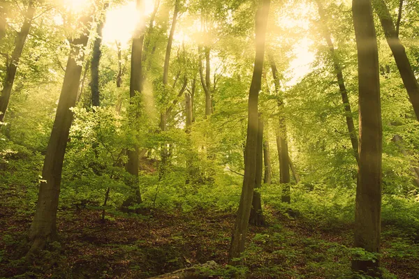 Bosque — Foto de Stock