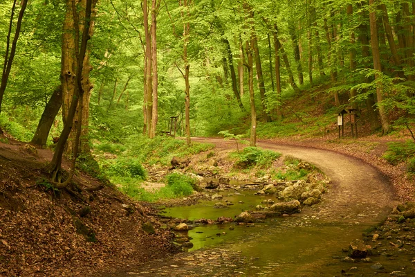 Шлях у ліс — стокове фото