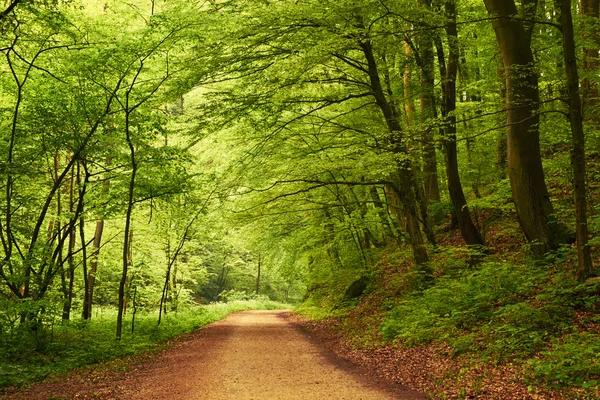 Weg naar bos — Stockfoto