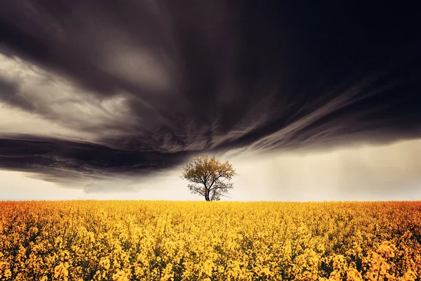 Spring field — Stock Photo, Image