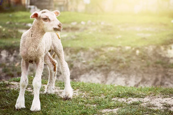 Μωρό πρόβατα — Φωτογραφία Αρχείου