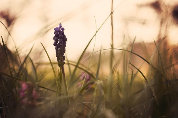 Spring flowers — Stock Photo, Image